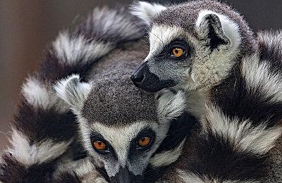 《为了吾王Ⅱ》全新篇章「混沌之子」与经典角色「僧侣」现已在Steam和Xbox免费解锁！